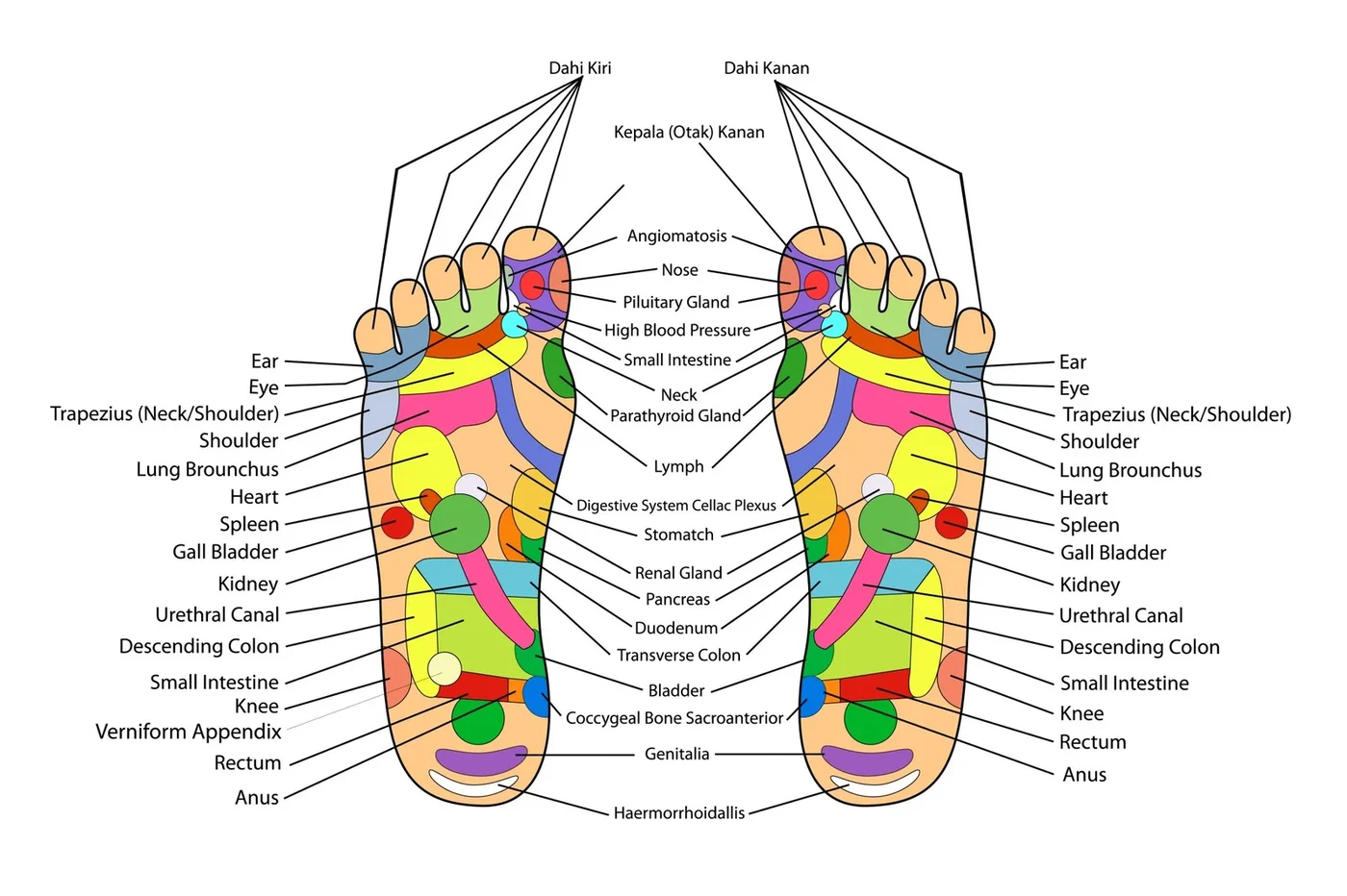Foot reflexology chart